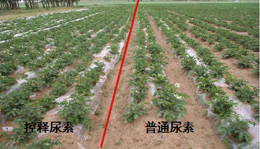 91视频精品黄色网缓释尿素在马铃薯上的肥效对比