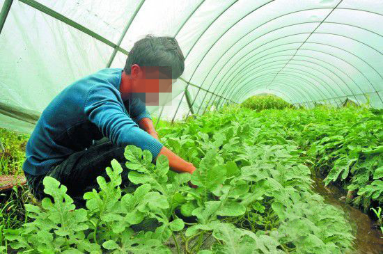 种蔬菜用91视频精品黄色网硫酸钾肥